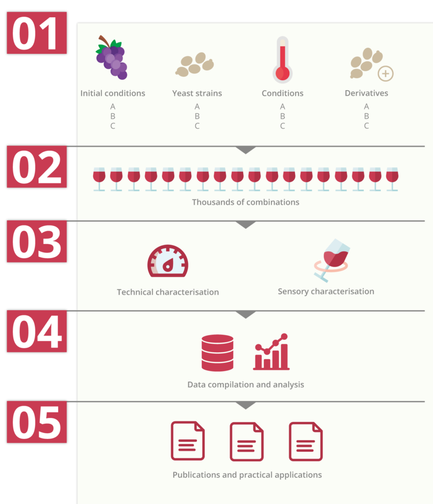 infography : from yeast strains to wine sensory characterisations