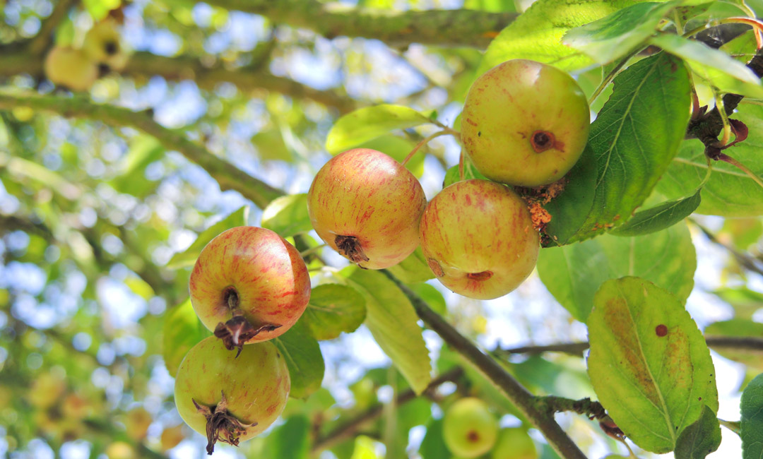 Apple tree for cider - Fermentis