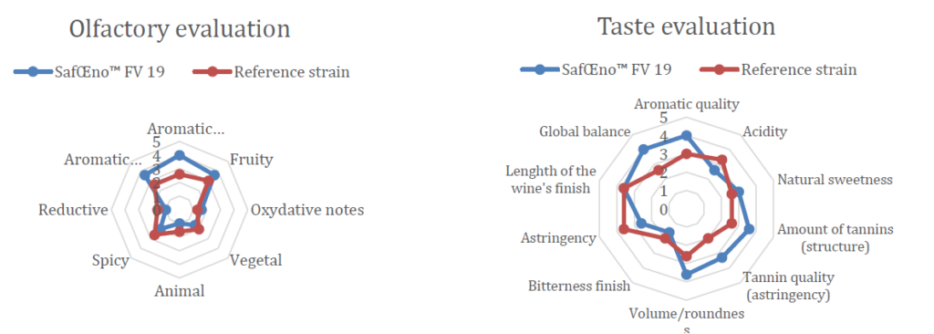 FV19 organoleptic Profile