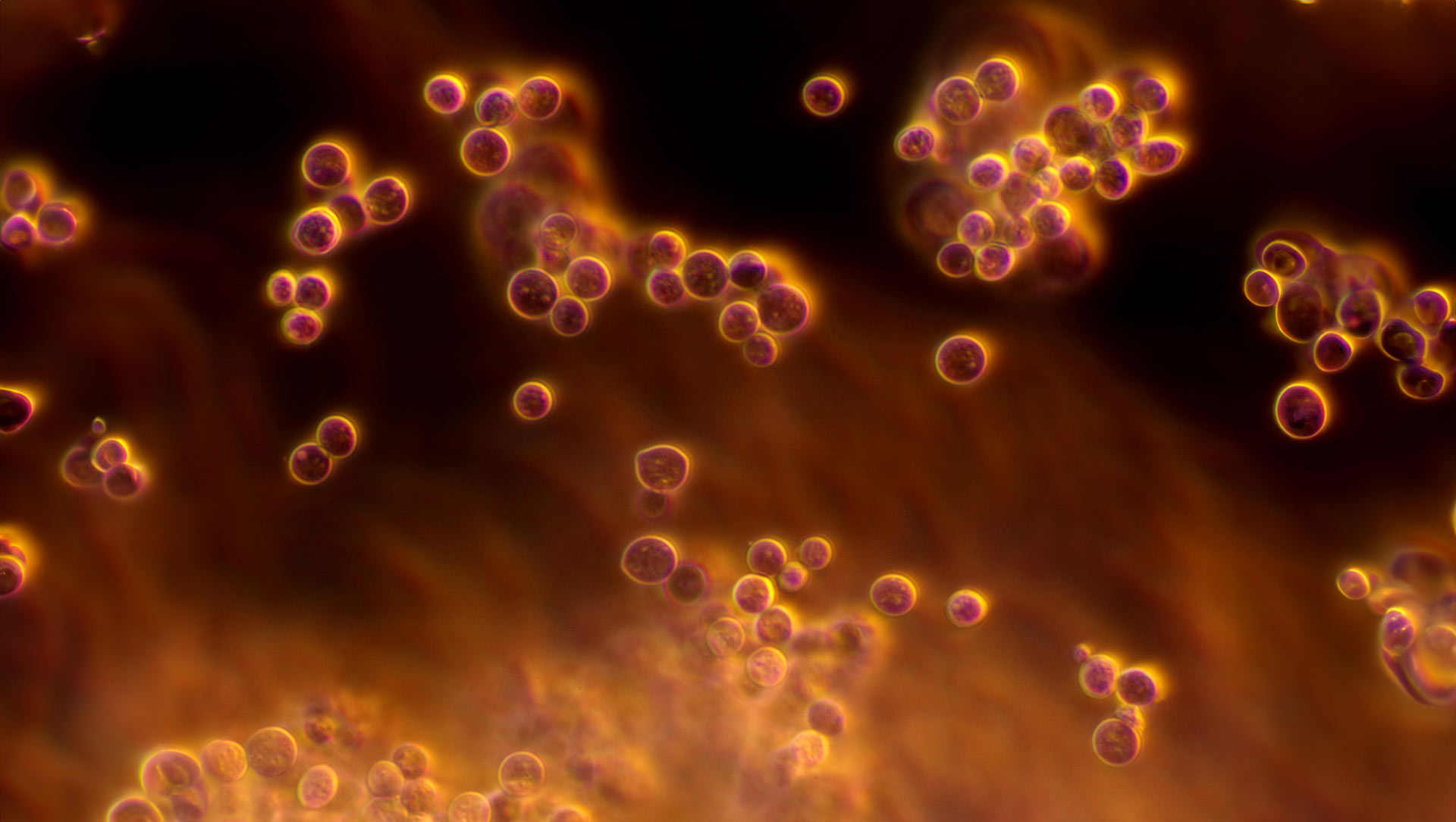 Yeast cells background - Fermentis