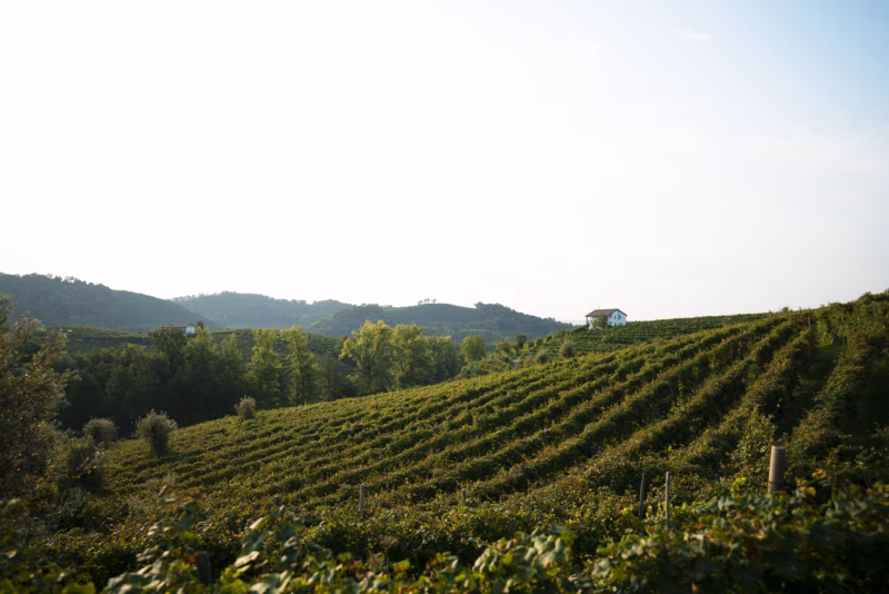 Winemaker Stories: Domaine Feind on Why E2U™ is Essential for Winemakers