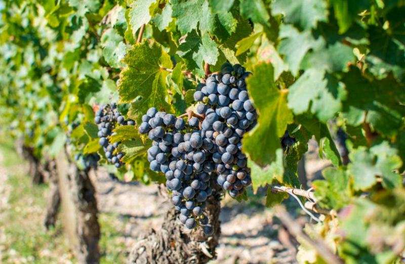 Low Sulfites Winemaking